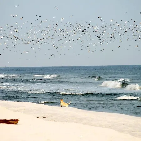 Апартаменты White Pearl 4 05 *