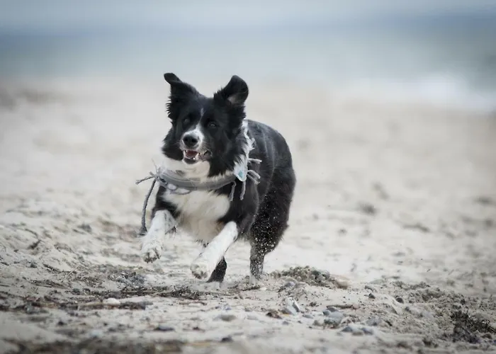 White Pearl 4 05 Appartement Timmendorfer Strand